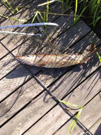 2 kg gädda med abbore i magen . tagen med en spinnare 