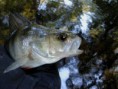 /album/fiske-runt-vanern/borre-jpg1/